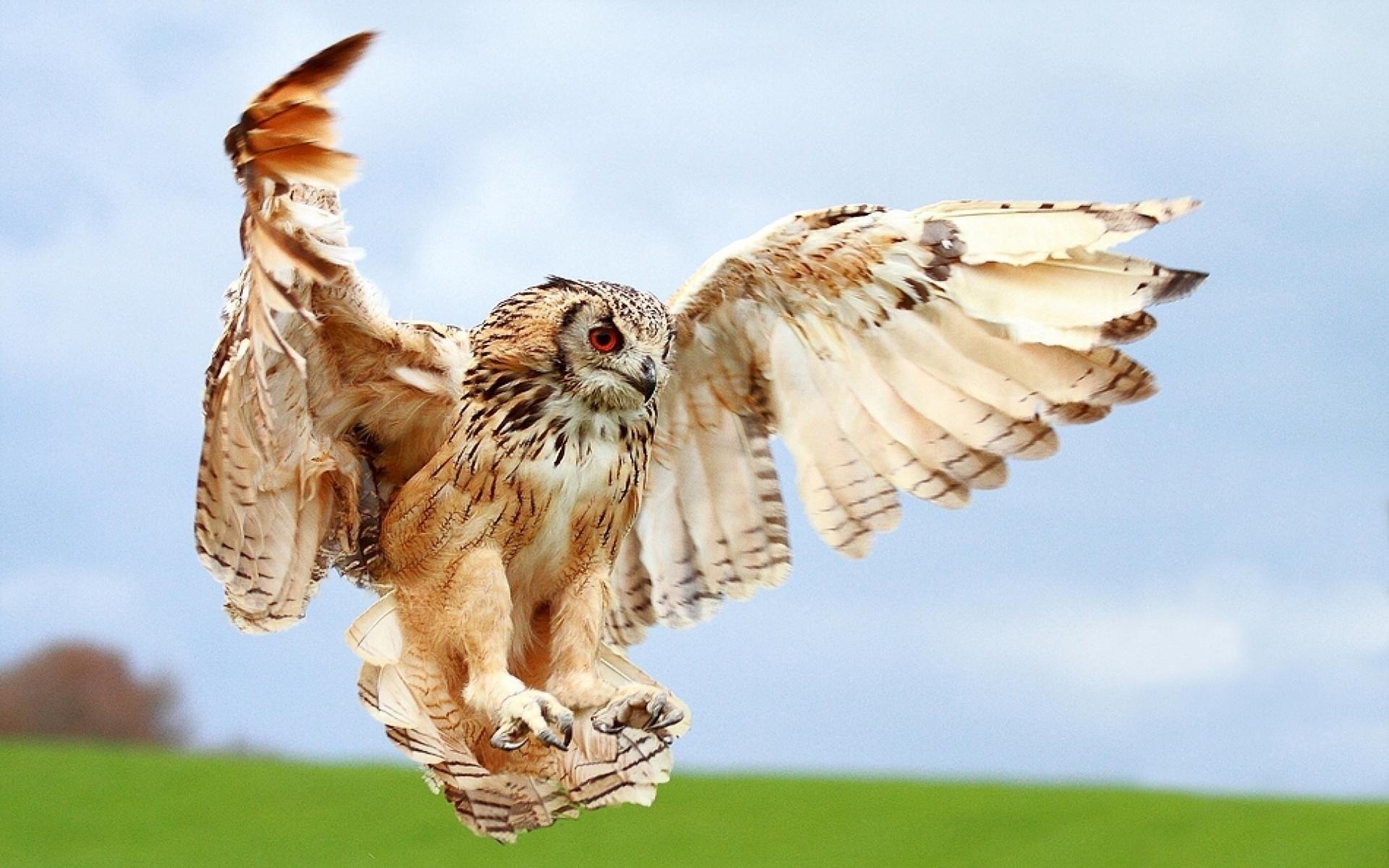Birds Of Prey Wallpapers - Owls With Wings Spread , HD Wallpaper & Backgrounds