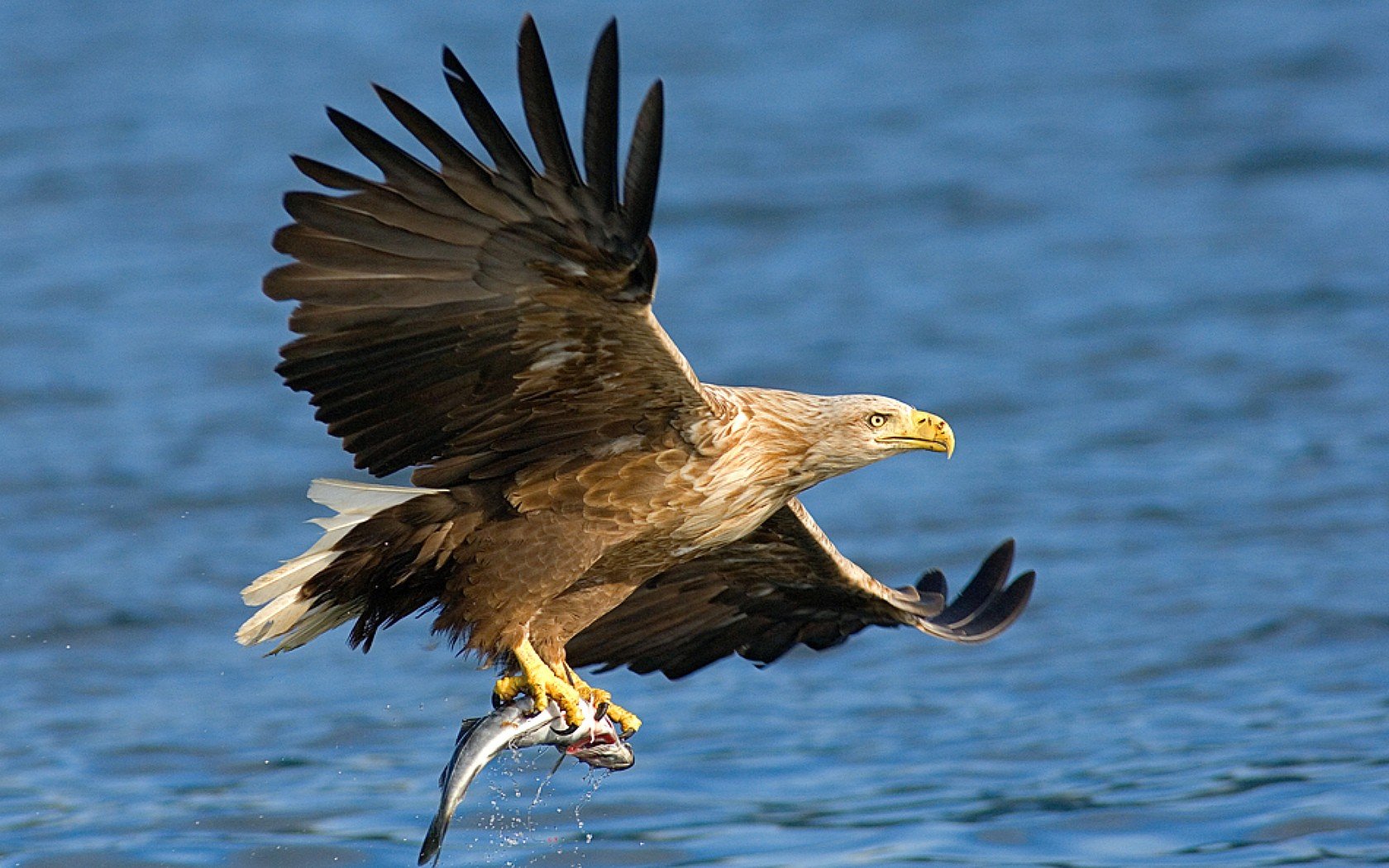 Nature, Birds, Prey, Bald, Eagles, Hunting, Sea Wallpapers - Phoenix Bird In Nature , HD Wallpaper & Backgrounds
