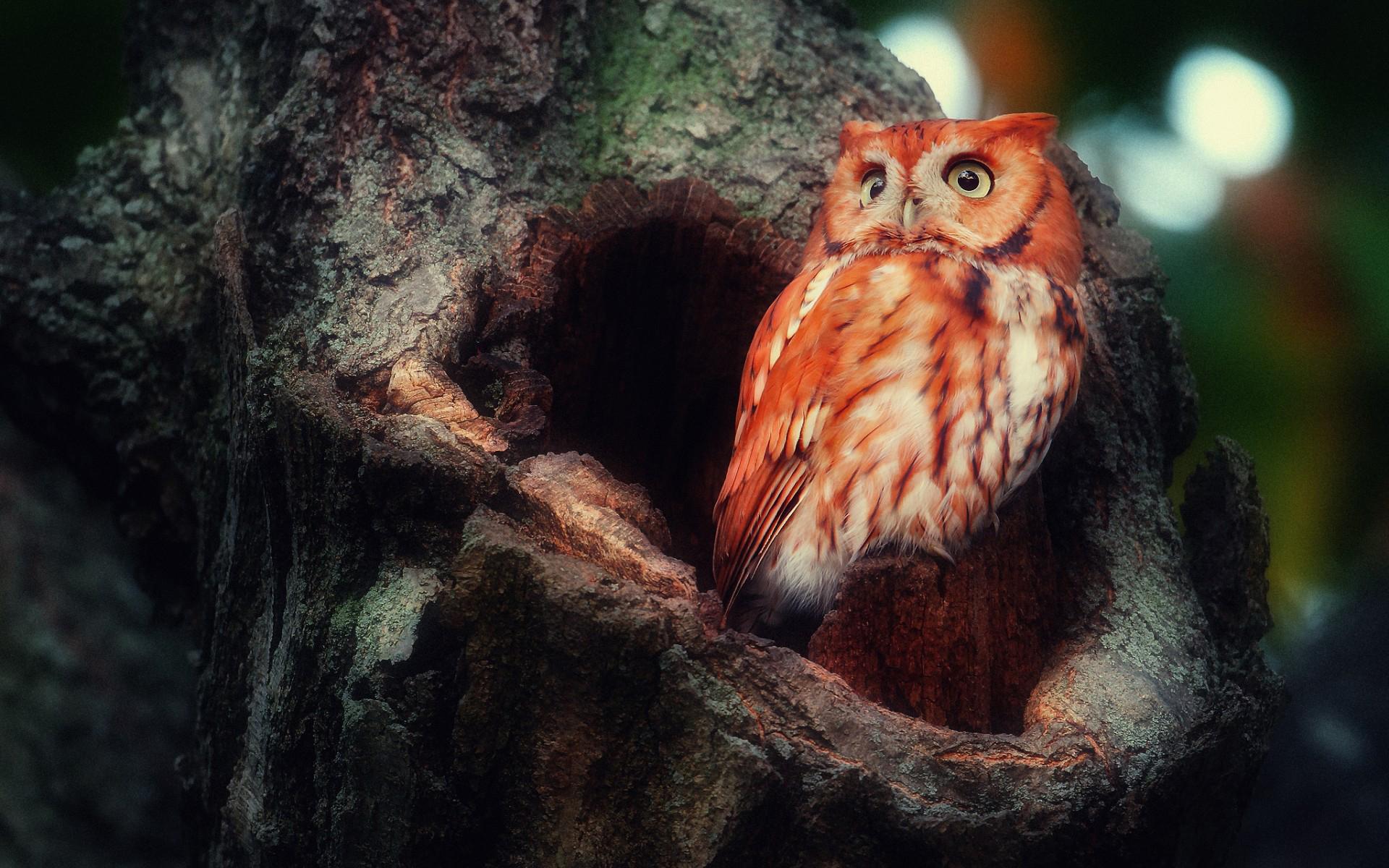 Hermosas Fotos De Búhos - Madagascar Red Owl , HD Wallpaper & Backgrounds