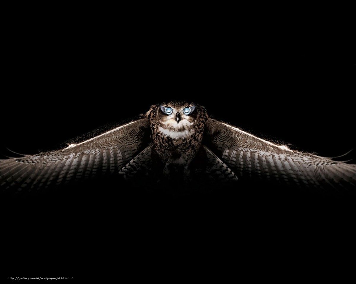 Vuelo Del Buho - Owl In The Dark Flying , HD Wallpaper & Backgrounds