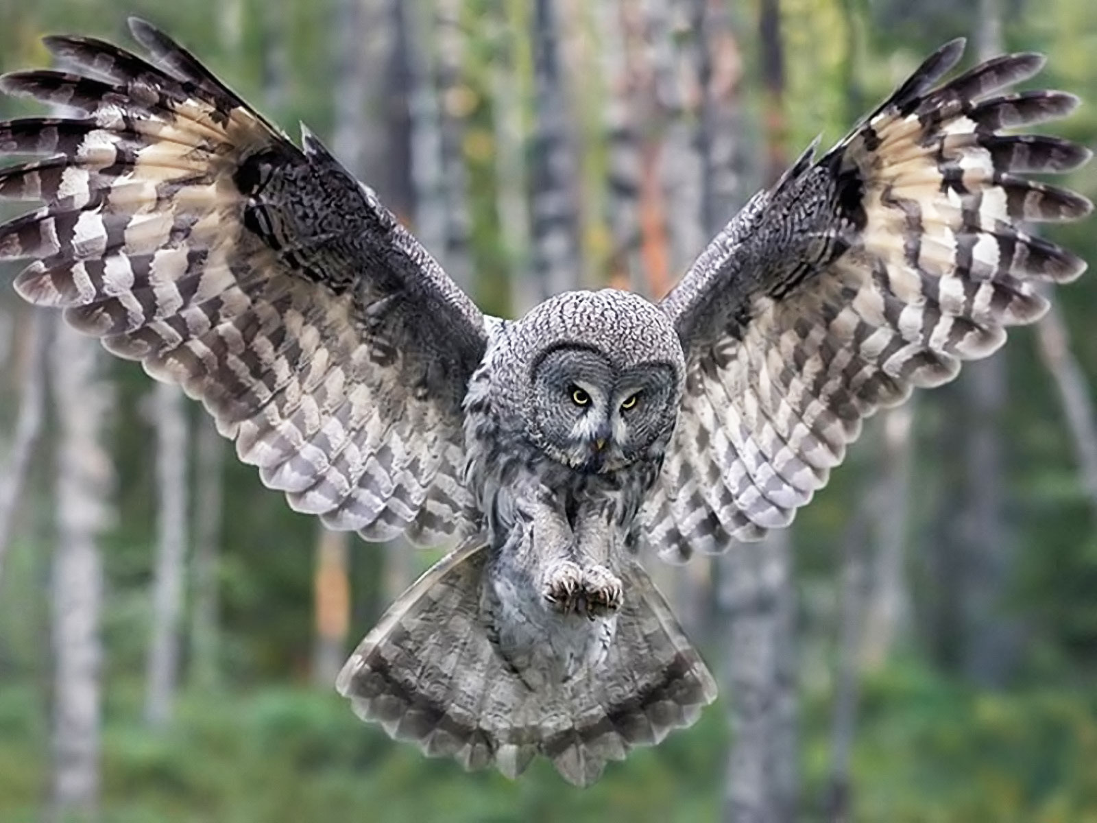 Búho Del Bosque - Great Grey Owl , HD Wallpaper & Backgrounds