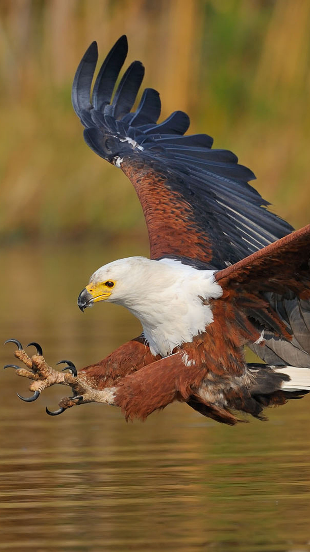 Africa, Oryol, Bird Of Prey, Accipitriformes, Eagle - Eagle Cover Photo Facebook , HD Wallpaper & Backgrounds