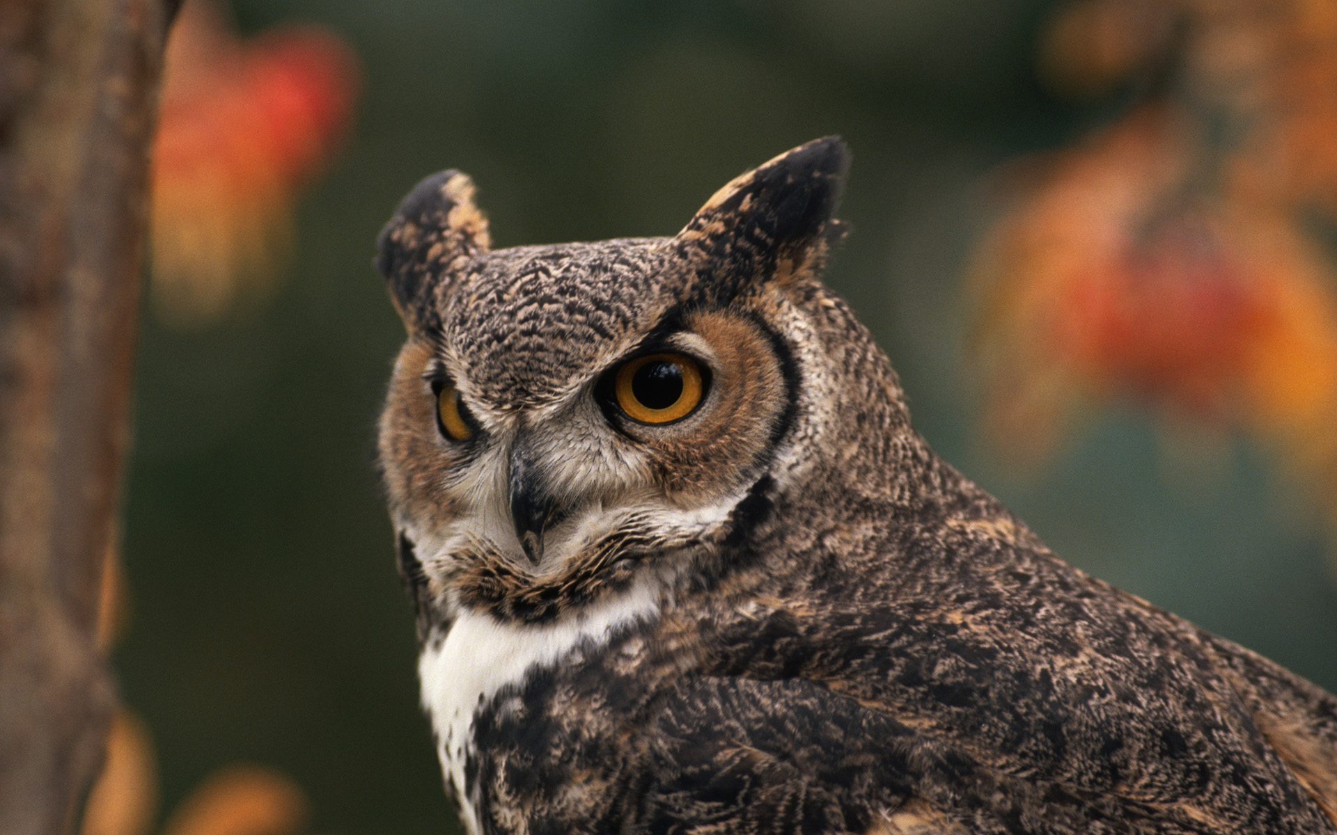 Great Horned Owl Hd Wallpaper - Great Horned Owl Hd , HD Wallpaper & Backgrounds
