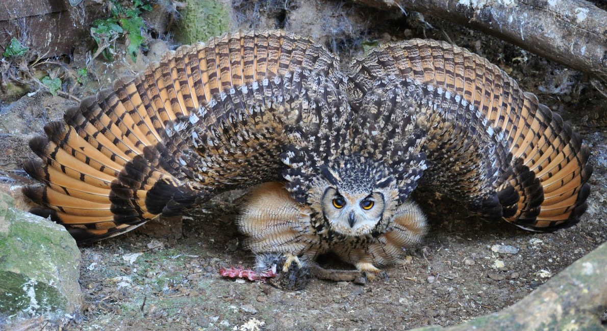 Owl Flapping Wings Predator Prey - Scary Owls , HD Wallpaper & Backgrounds