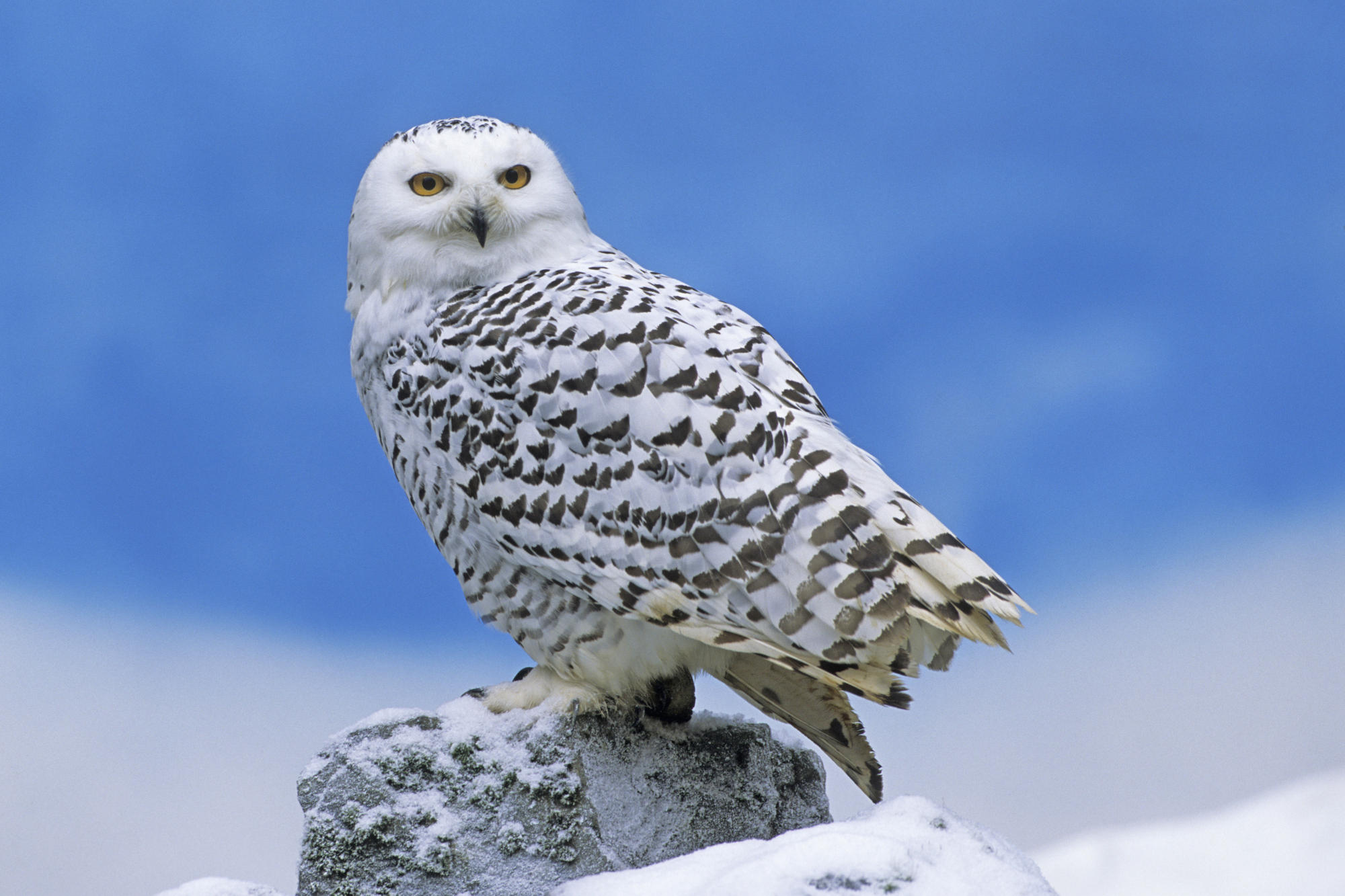 Owl Head In High Quality Hd Desktop Wallpaper, Background - Arctic Animals Owl , HD Wallpaper & Backgrounds