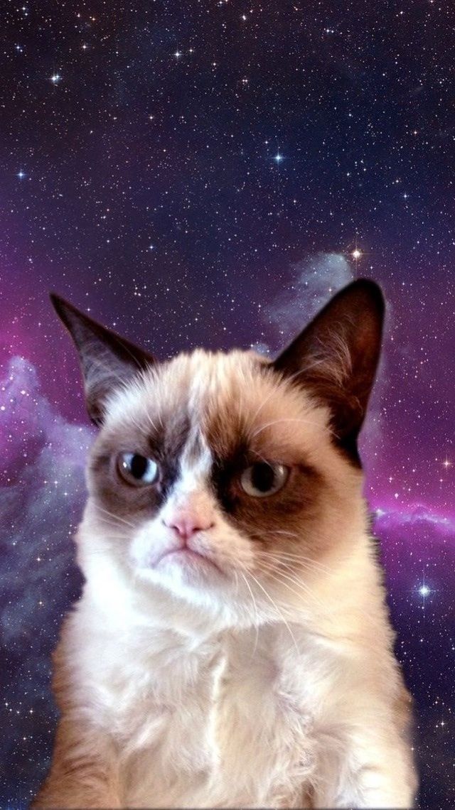 Grumpy Cat In Space - Grumpy Cat Space , HD Wallpaper & Backgrounds