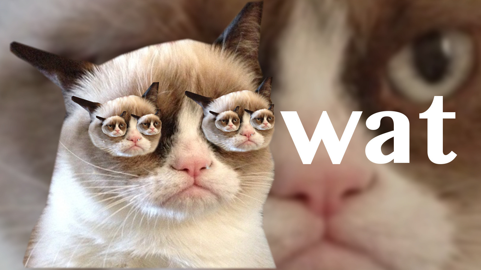 My Second Grumpy Cat Wallpaper - Grumpy Cat , HD Wallpaper & Backgrounds