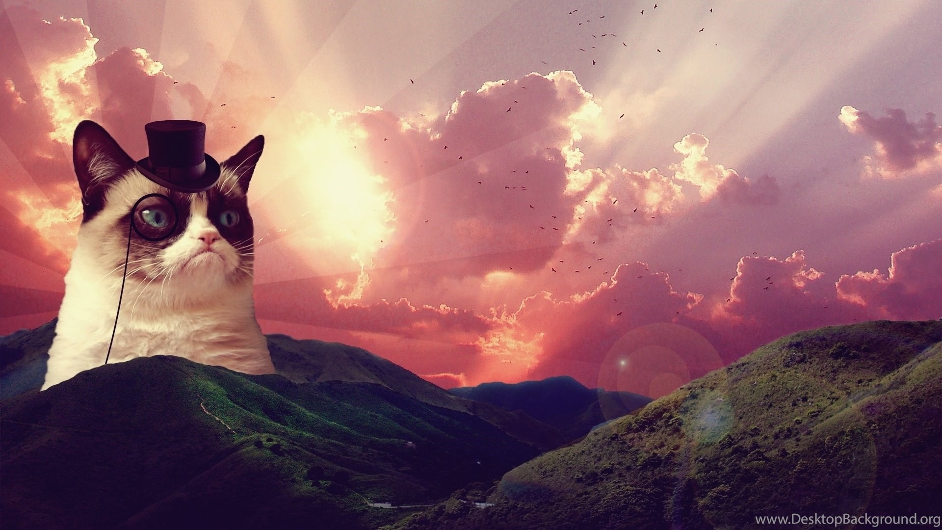 Cool Grumpy Cat Wallpaper - Cat Meme Desktop Background , HD Wallpaper & Backgrounds
