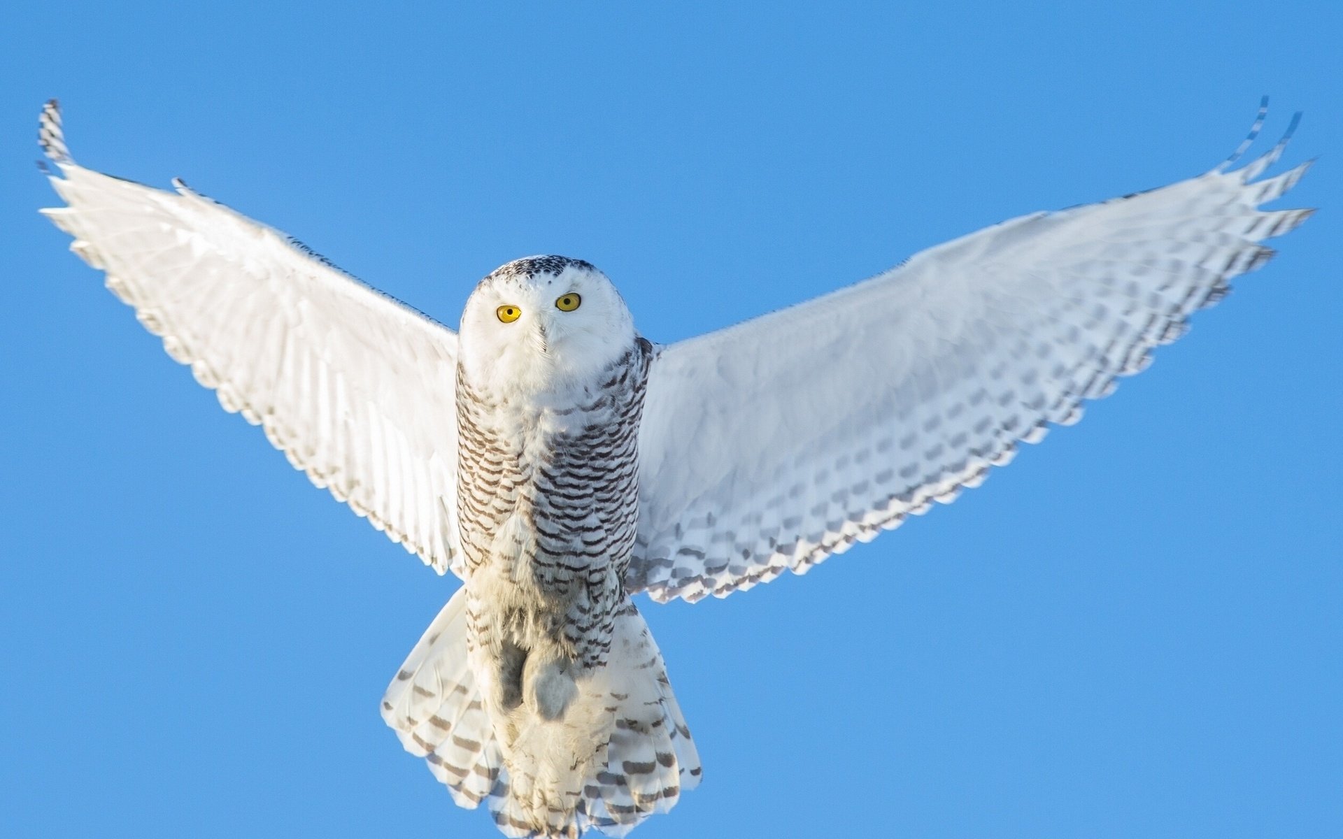 Buho Wallpaper - Flying Snowy Owl Wings , HD Wallpaper & Backgrounds
