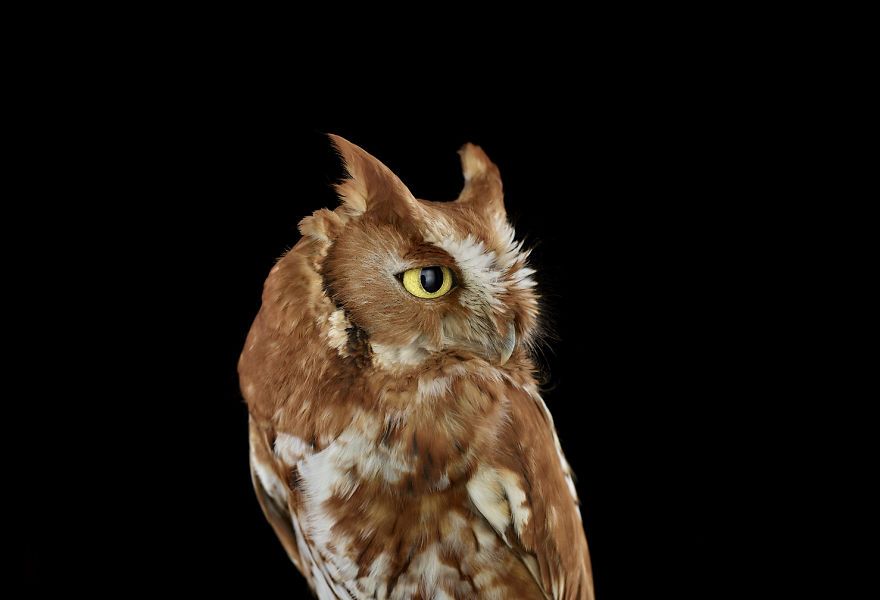 Buho Wallpaper - Brad Wilson Owl , HD Wallpaper & Backgrounds