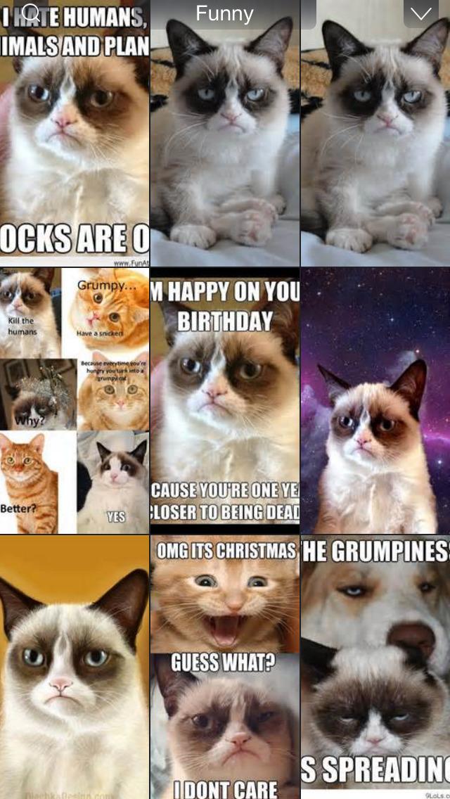 Grumpy Cat Wallpapers - Happy Grumpy Cat Memes , HD Wallpaper & Backgrounds
