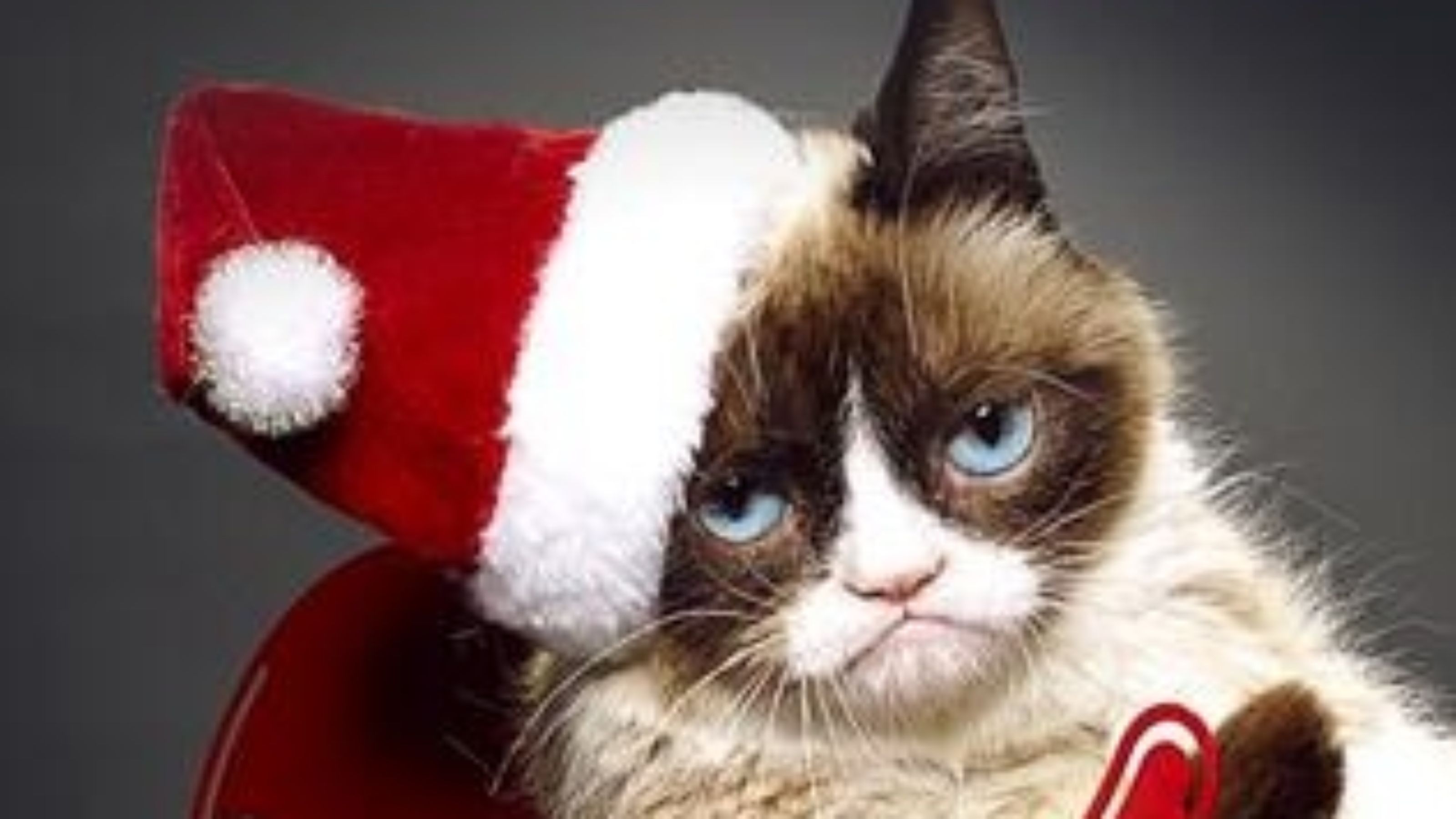 Grumpy Cat Christmas Background , HD Wallpaper & Backgrounds