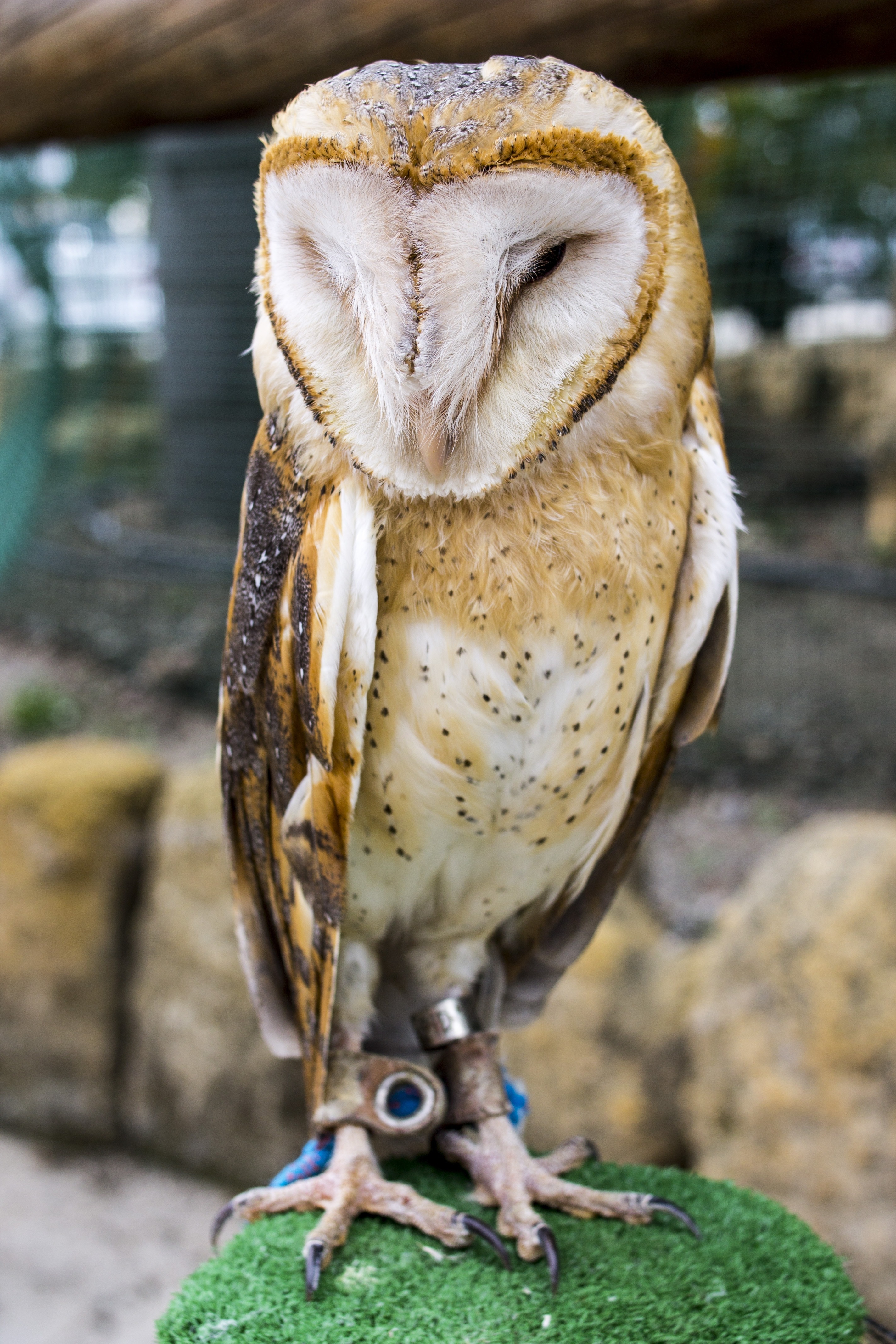 White And Brown Barn Owl - Screech Owl , HD Wallpaper & Backgrounds