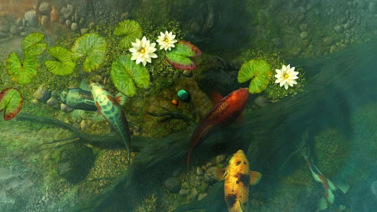 Koi Pond Garden 3d Screensaver & Live Wallpaper Hd - Koi Fish Pond Wallpaper Hd , HD Wallpaper & Backgrounds