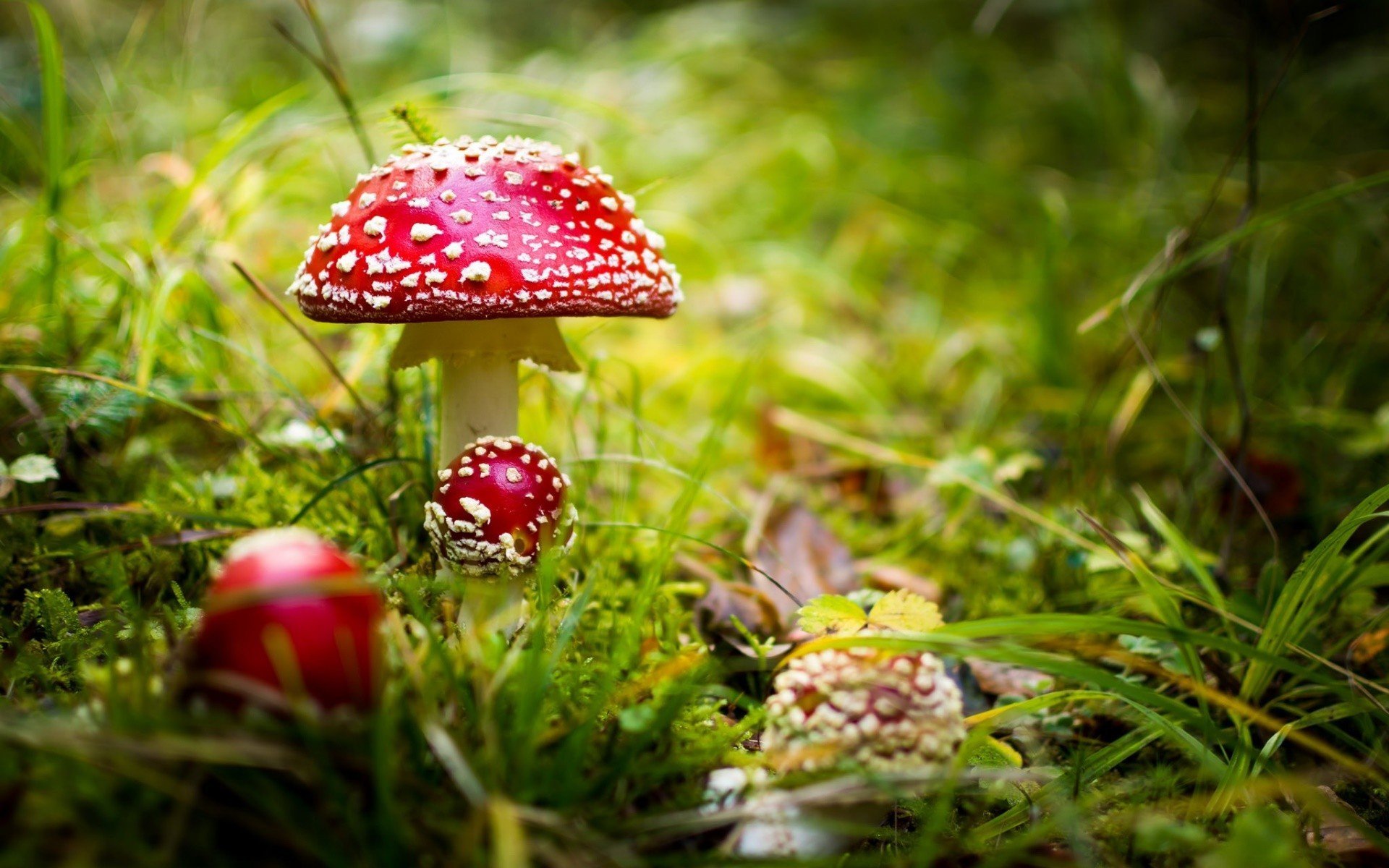3d Mushroom Garden Live Wallpaper Download For Pc The - Mushroom Nature , HD Wallpaper & Backgrounds