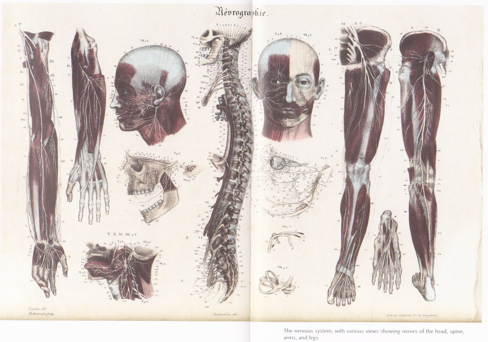 Wallpaper Anatomy Human , HD Wallpaper & Backgrounds