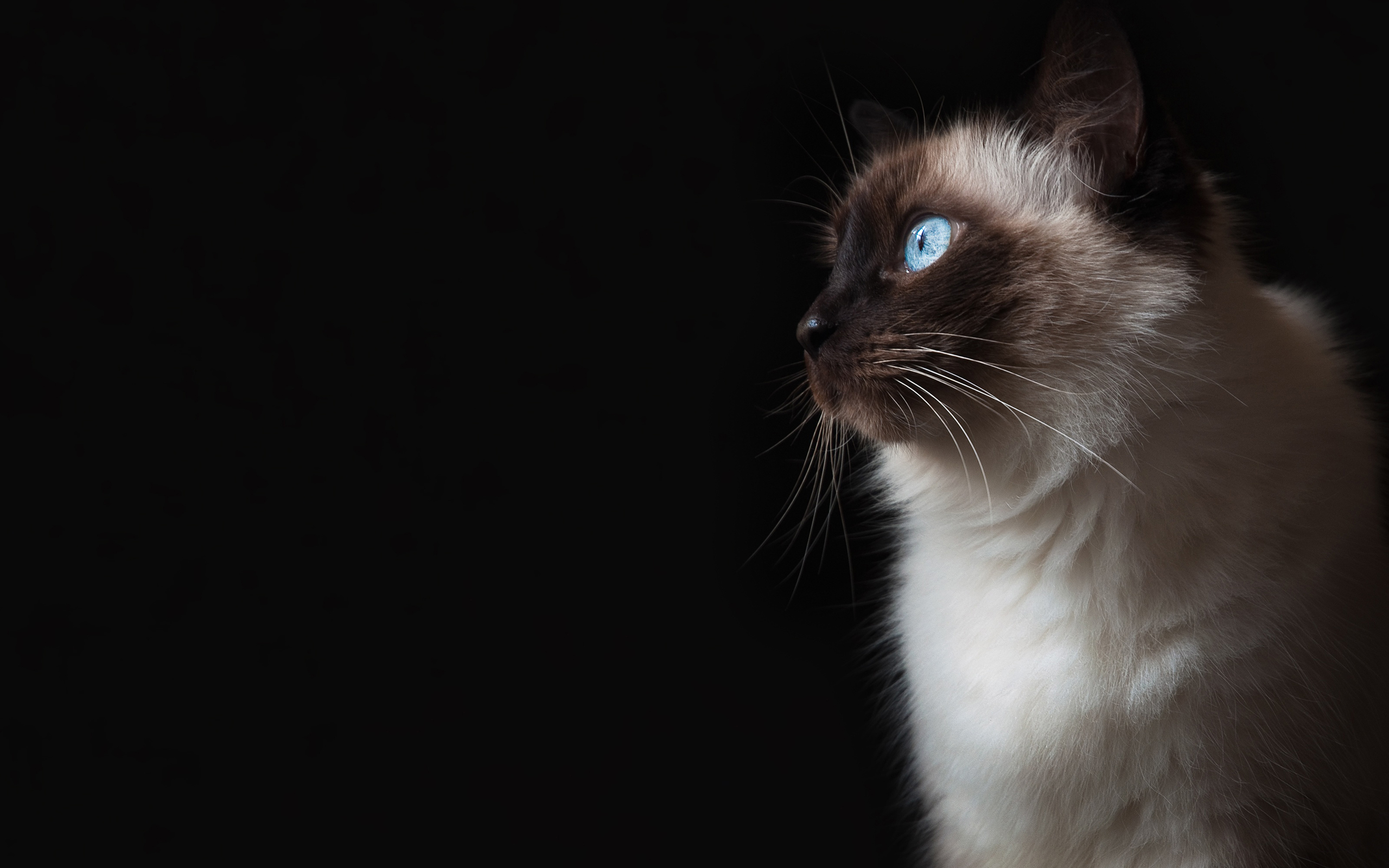 Grumpy Cat Eyes , HD Wallpaper & Backgrounds