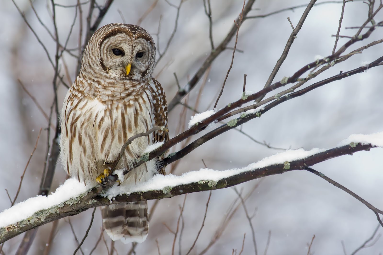 Búho En La Nieve - Nh Owls , HD Wallpaper & Backgrounds