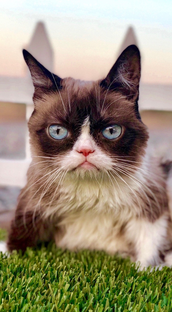 Grumpycatgrumpy Catcatscatwallpaperphone Wallpaper - Grumpy Cat Iphone , HD Wallpaper & Backgrounds