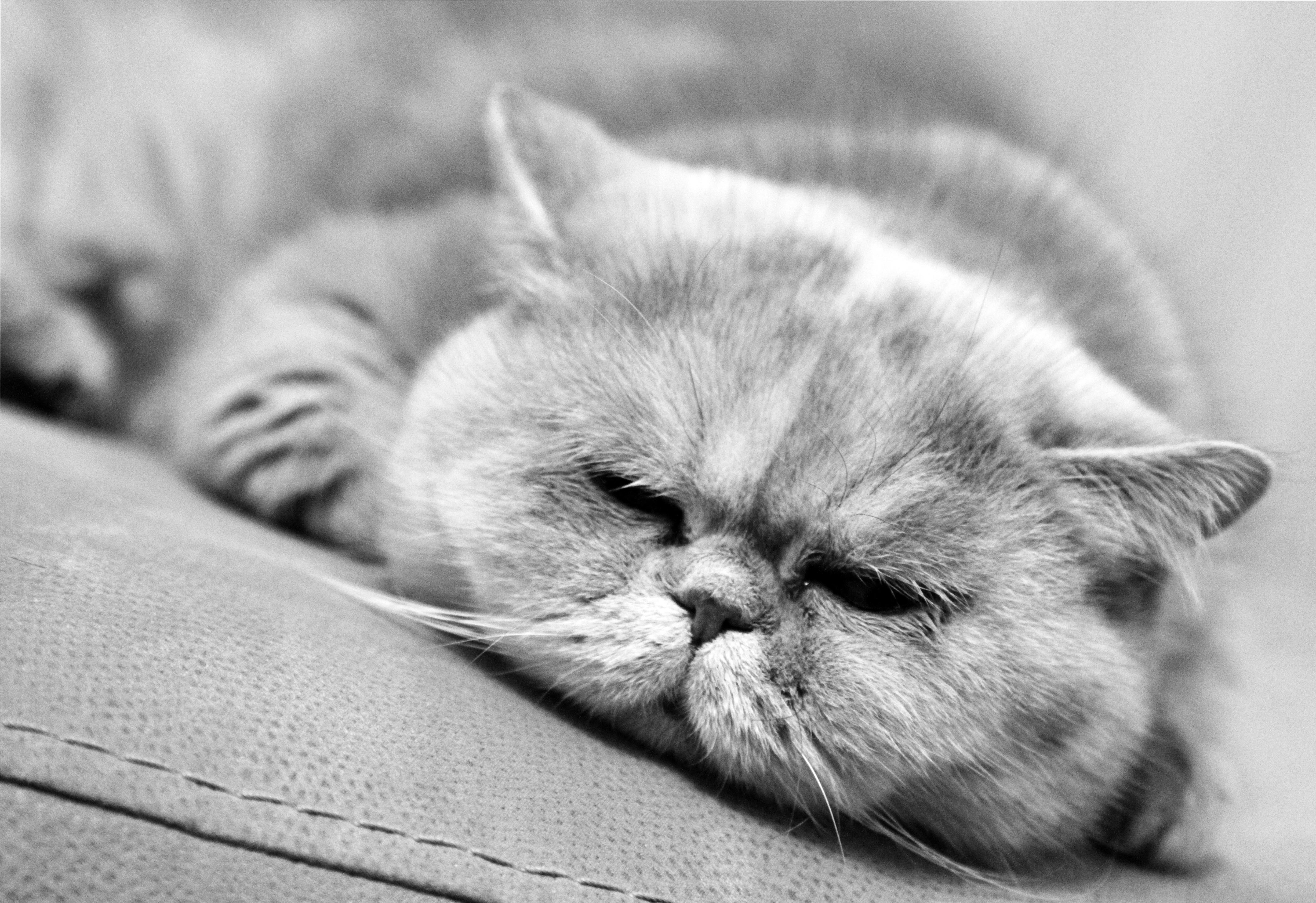 Grumpy Cat , HD Wallpaper & Backgrounds