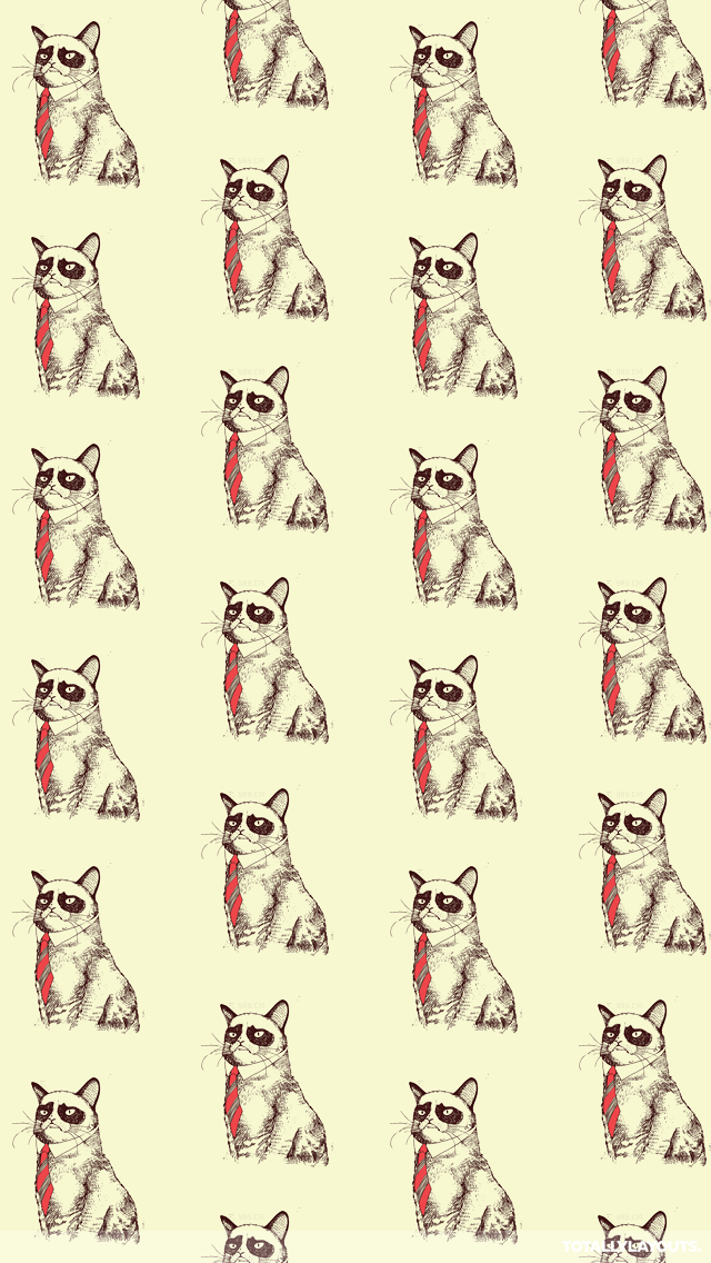 Cat Wallpaper Phone - Kangaroo , HD Wallpaper & Backgrounds