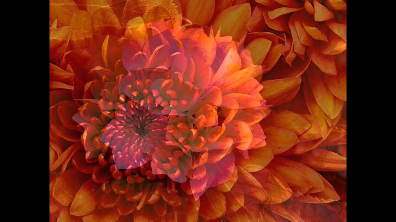 Khoobsurat Wallpaper - Chrysanthemum Blue , HD Wallpaper & Backgrounds