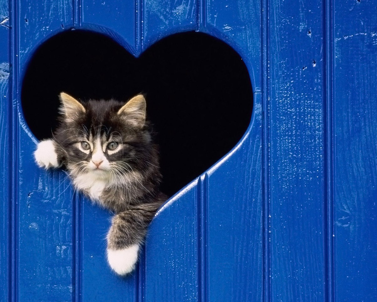 So, Heartless, Hd Cat Wallpapers, Kittens, Puffy Cats, - Heartless Hd , HD Wallpaper & Backgrounds