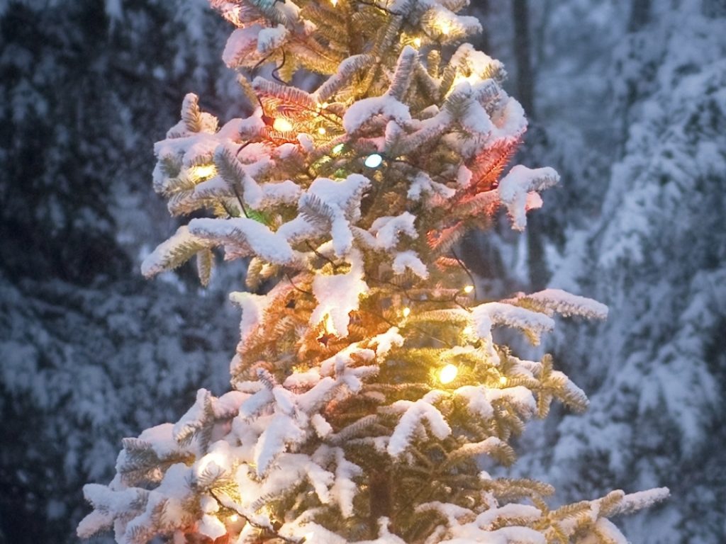 Christmas Lights Iphone Backgrounds - Bunter Weihnachtsbaum Im Schnee , HD Wallpaper & Backgrounds