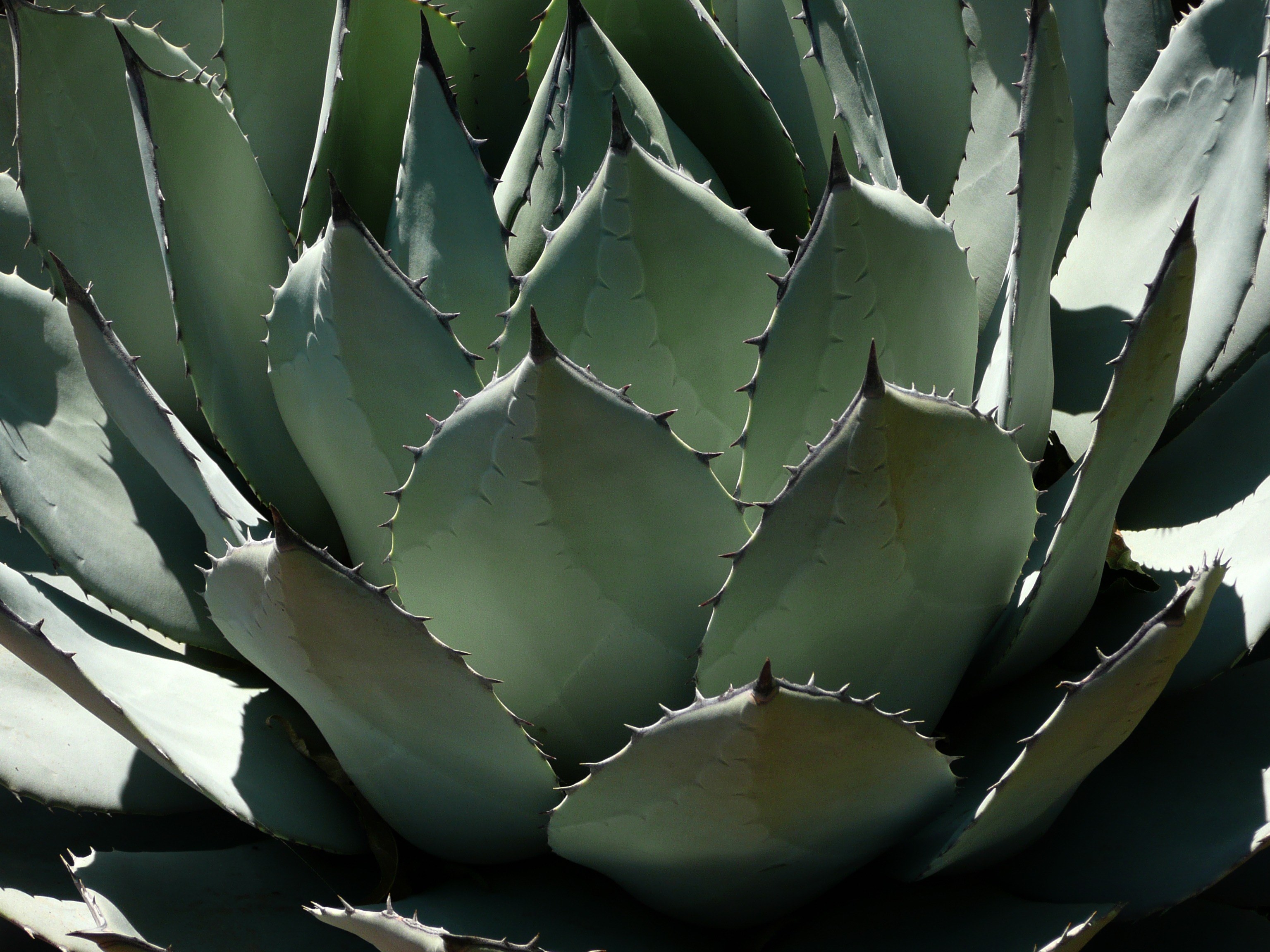 #3072x2304 #pita #century Plant #agave #cactus #plant - Agave Plant With Thorns , HD Wallpaper & Backgrounds