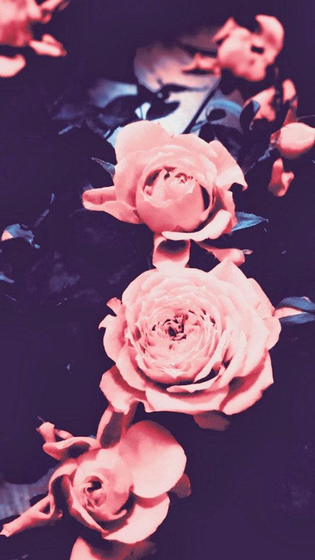 Retro Pink Roses - Vintage Rose Wallpaper For Iphone , HD Wallpaper & Backgrounds