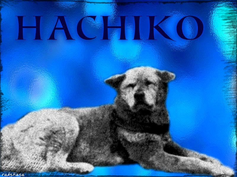 Hachikō 忠犬ハチ公 ☆ - Film Hatchi Histoire Vraie , HD Wallpaper & Backgrounds