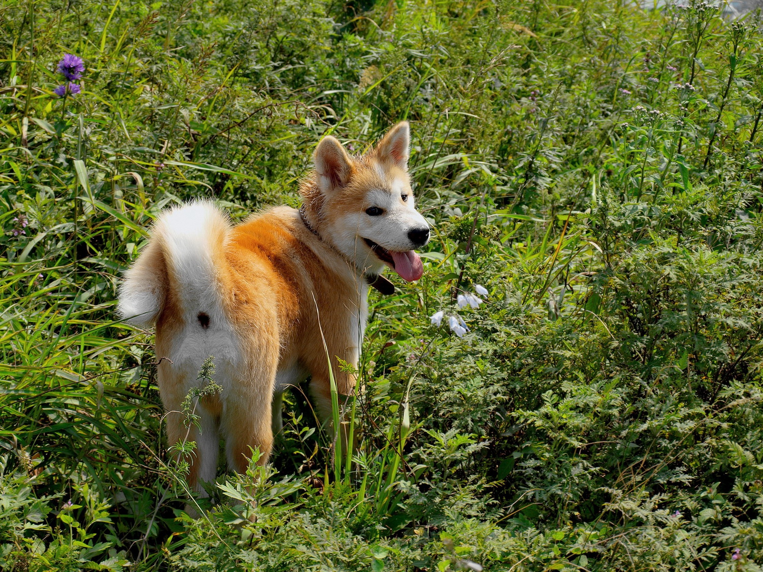 Akita Inu, Dog, Grass, Walk Wallpaper And Background - Dog , HD Wallpaper & Backgrounds