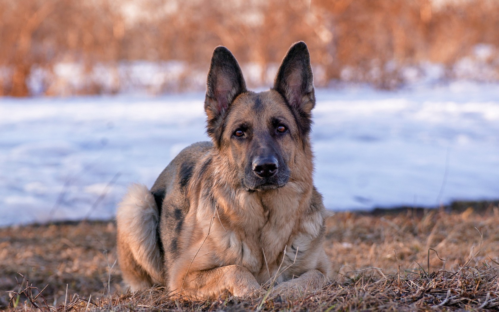 Animal Animals Dogs German Shepherd Dog Blue Eyes Photos - German Shepherd 1080 X 1080 , HD Wallpaper & Backgrounds