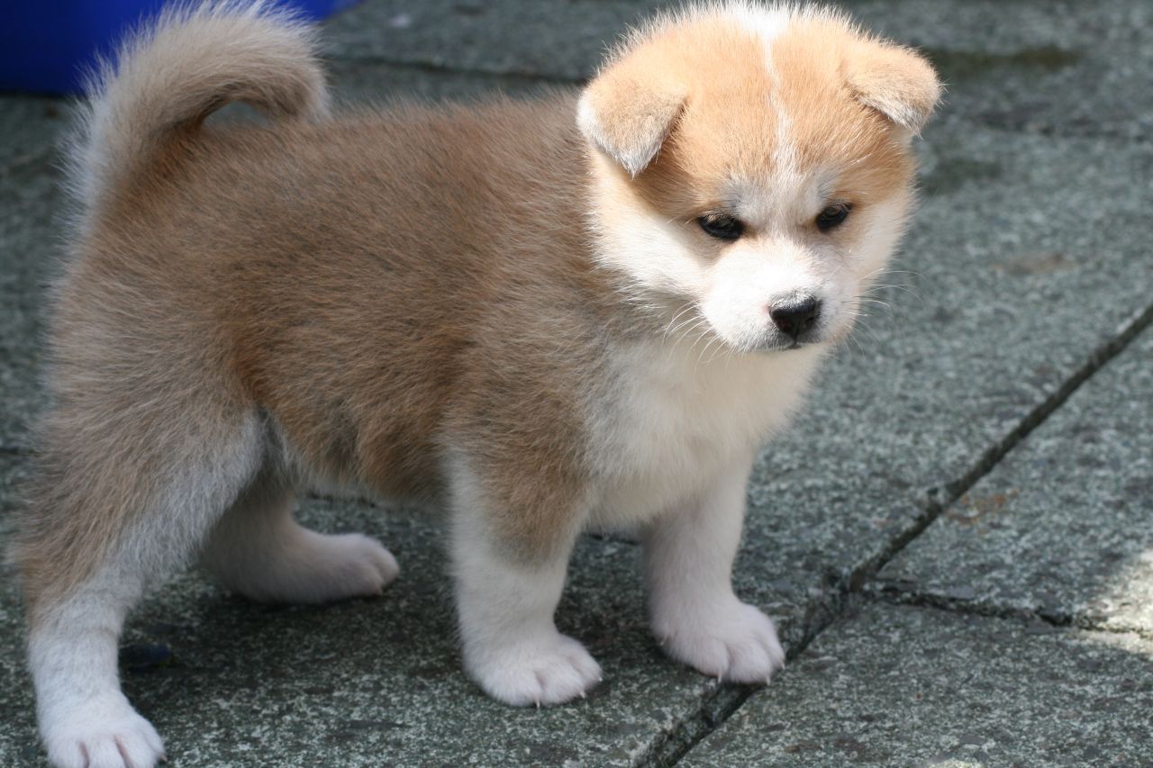 Akita Inu Puppies For In India Pets Wallpapers - Bakharwal Puppy , HD Wallpaper & Backgrounds