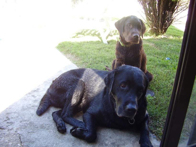 Dogs Cute Black Brothers Labrador Dog Chocolate Newfoundland - Labrador Retriever , HD Wallpaper & Backgrounds