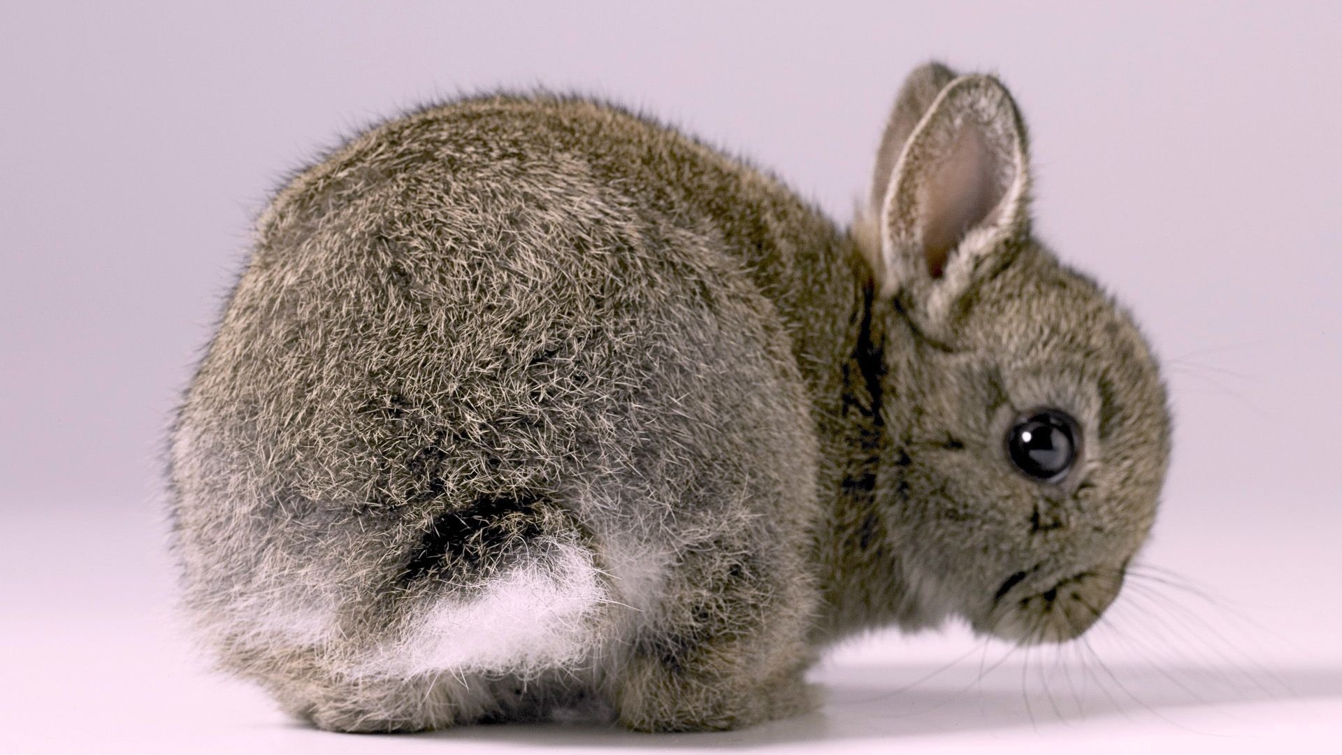 Bunnie Rabbits Animals Nature Cute Other Desktop Photo - Nyuszika , HD Wallpaper & Backgrounds