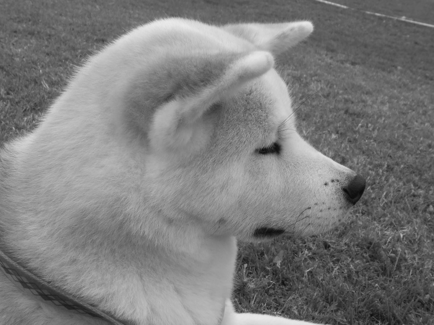 Akita Inu Dog Face Profile Black White - White Brindle Akita Inu , HD Wallpaper & Backgrounds