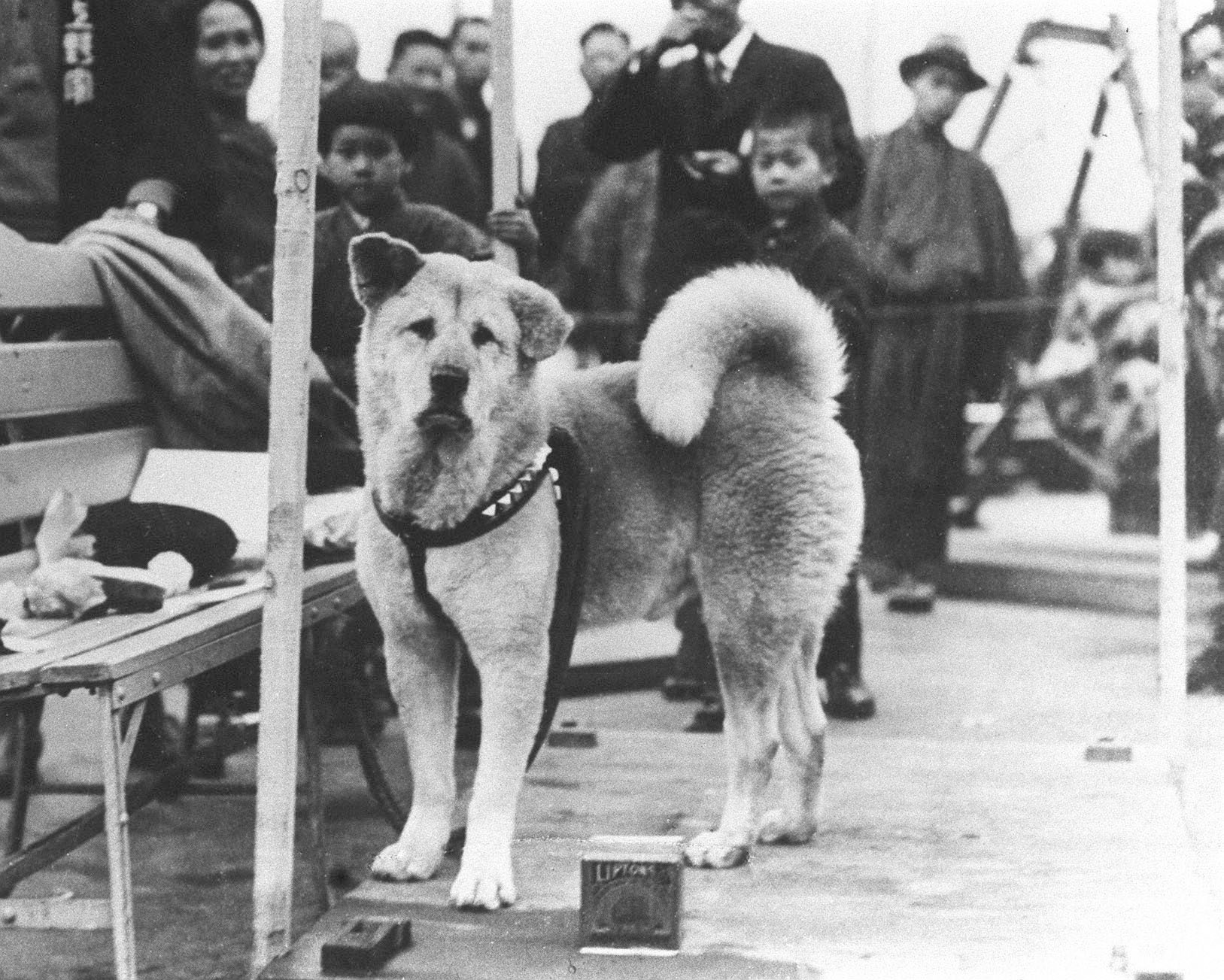 Hachiko Waiting In Rail Staion For His Master - Real Hachiko , HD Wallpaper & Backgrounds