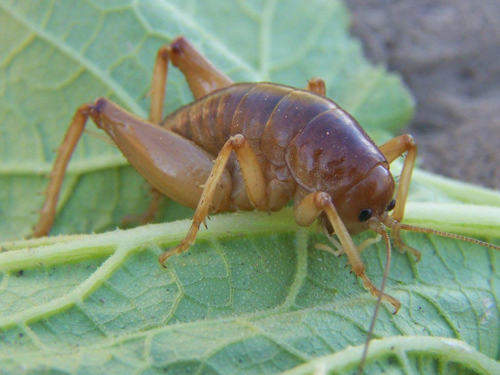 Free Jerusalem Cricket Wallpaper Download - Child Of The Earth Insect , HD Wallpaper & Backgrounds