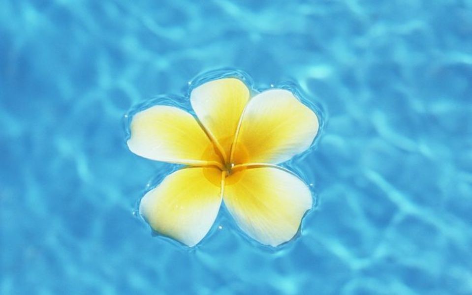 Blue Plumeria Flower Beautiful Water Aquamarine Sea - Hawaii Flower In Water , HD Wallpaper & Backgrounds