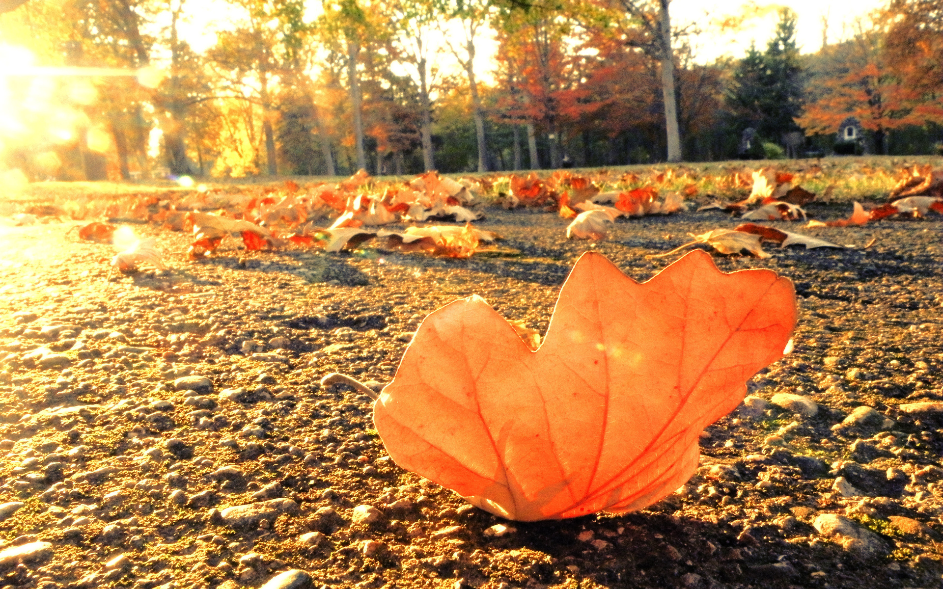 Autumn Leaves Falling From Trees , HD Wallpaper & Backgrounds