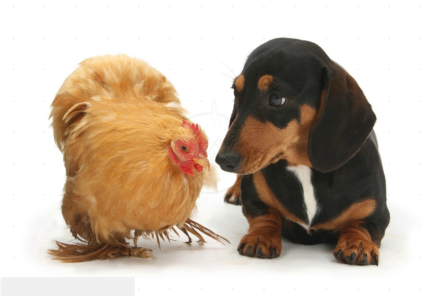 Dachshund And Chicken , HD Wallpaper & Backgrounds