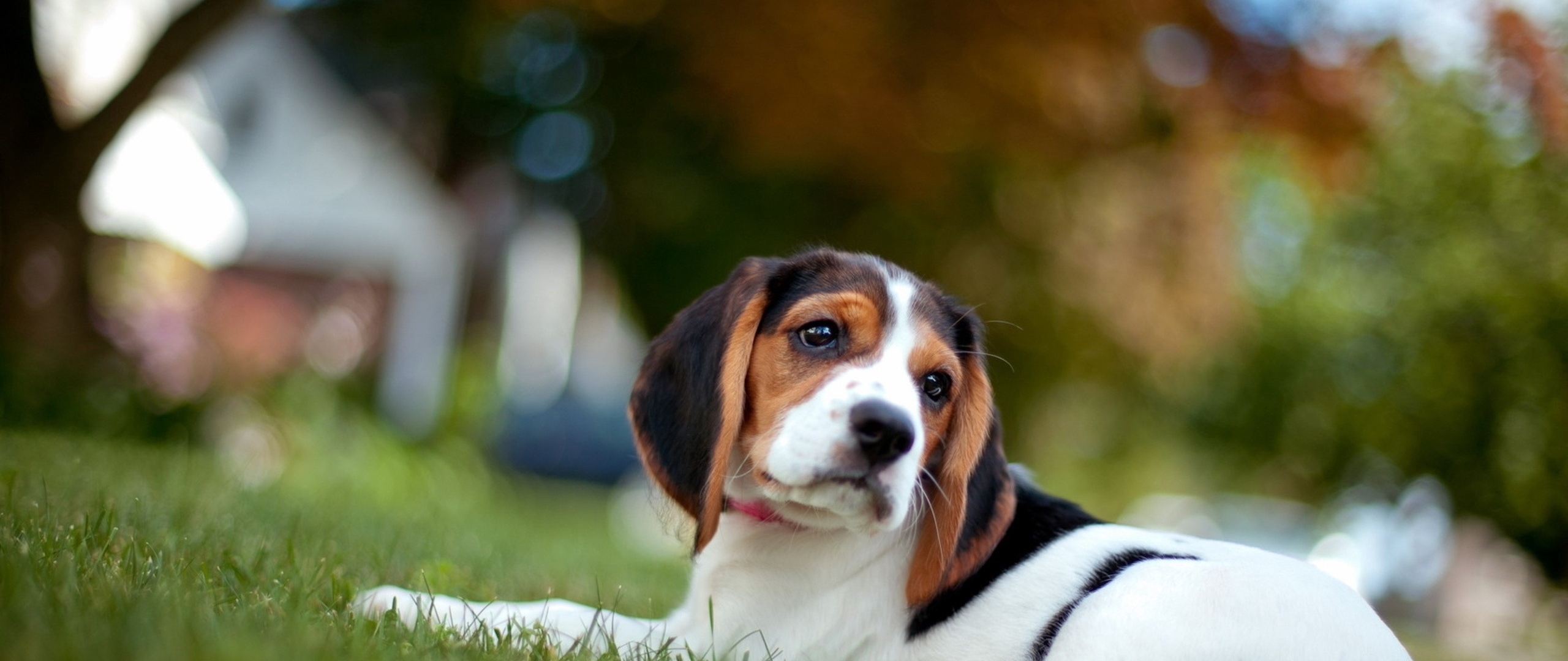 Download Wallpaper - Beagle Puppy Pc Wallpaper Hd , HD Wallpaper & Backgrounds