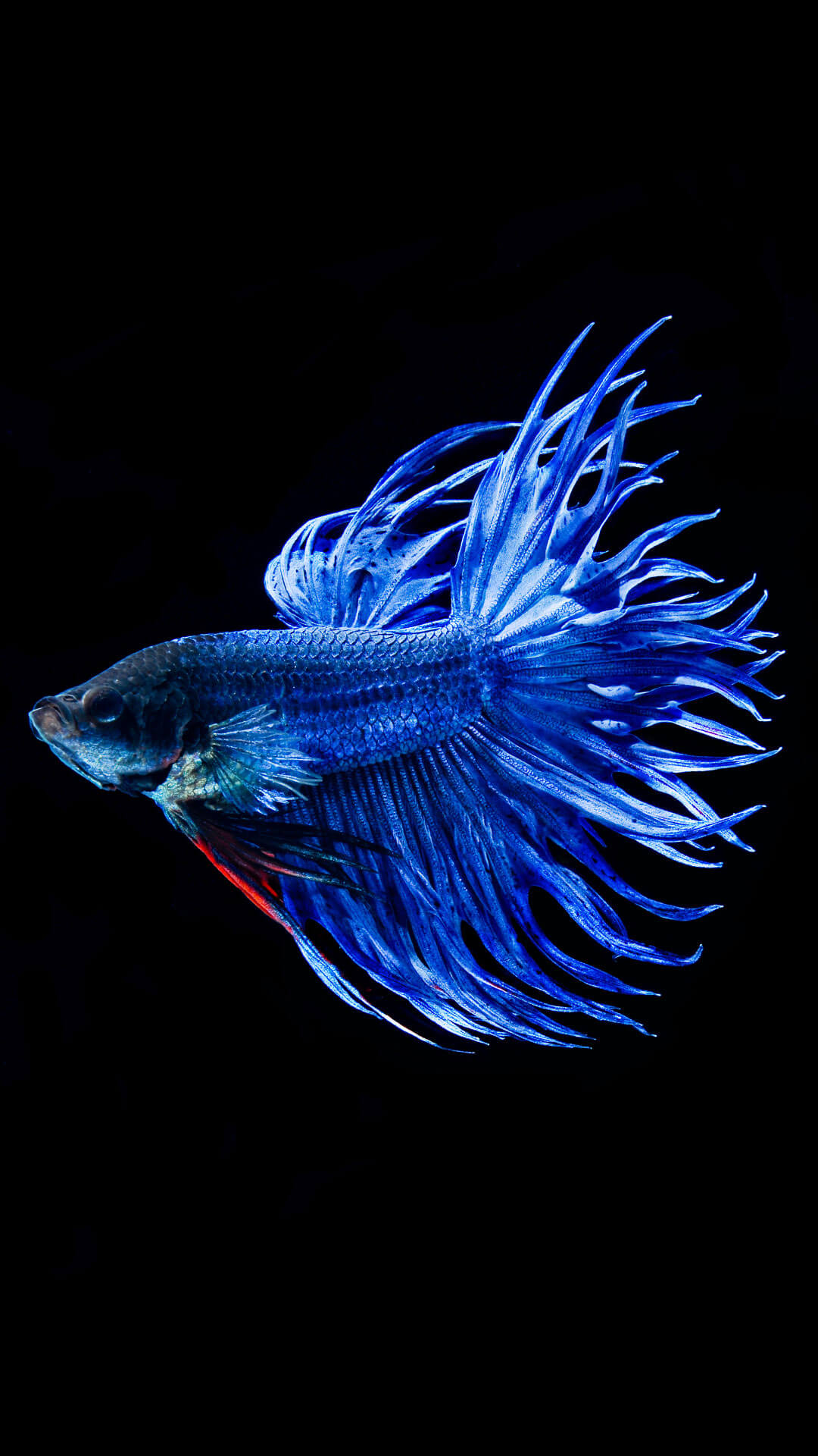 Betta Fish Backgrounds Iphone 6 Plus - Fish Background For Iphone , HD Wallpaper & Backgrounds