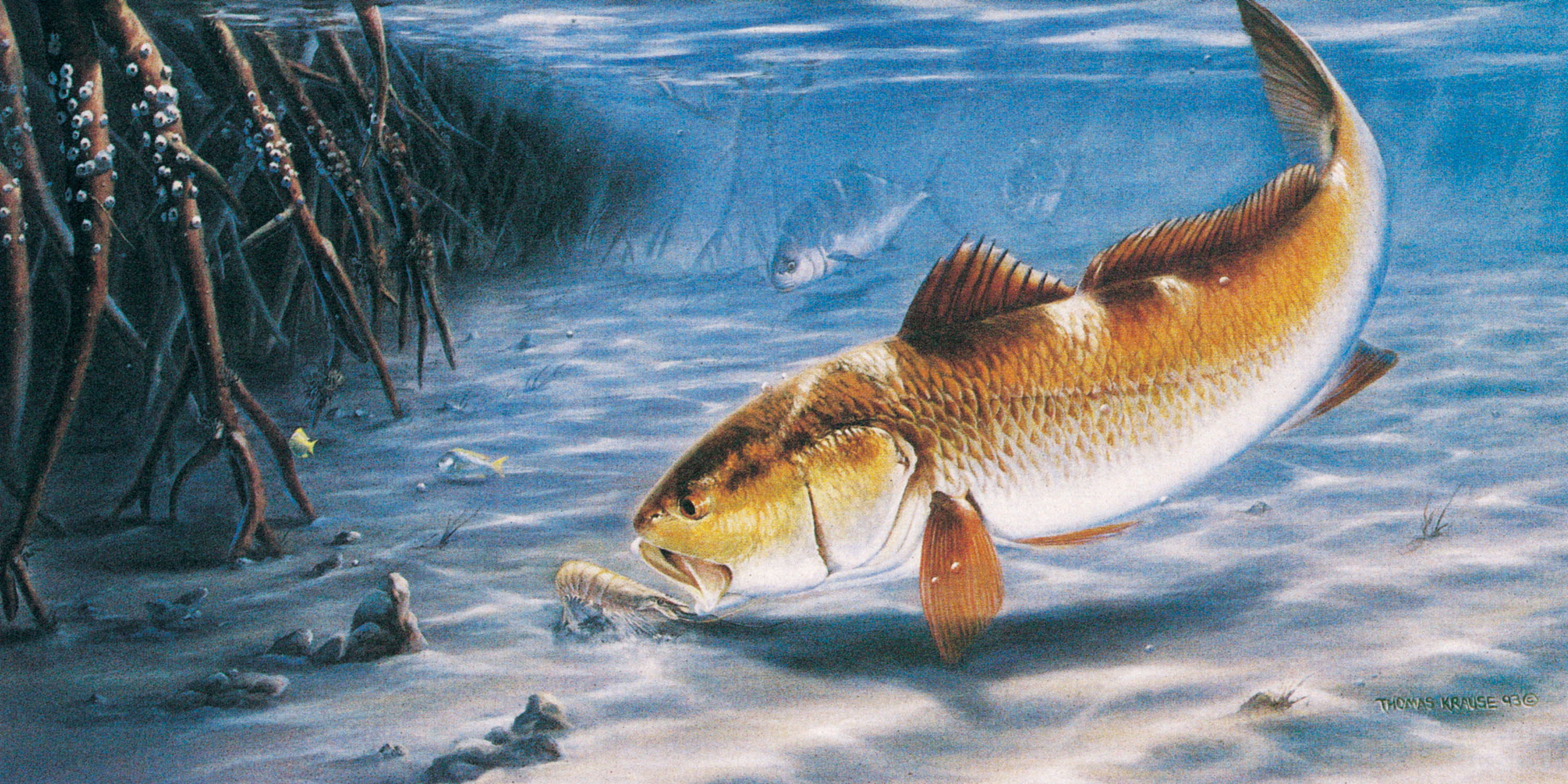 Fish Computer Wallpapers, Desktop Backgrounds - Redfish Background , HD Wallpaper & Backgrounds