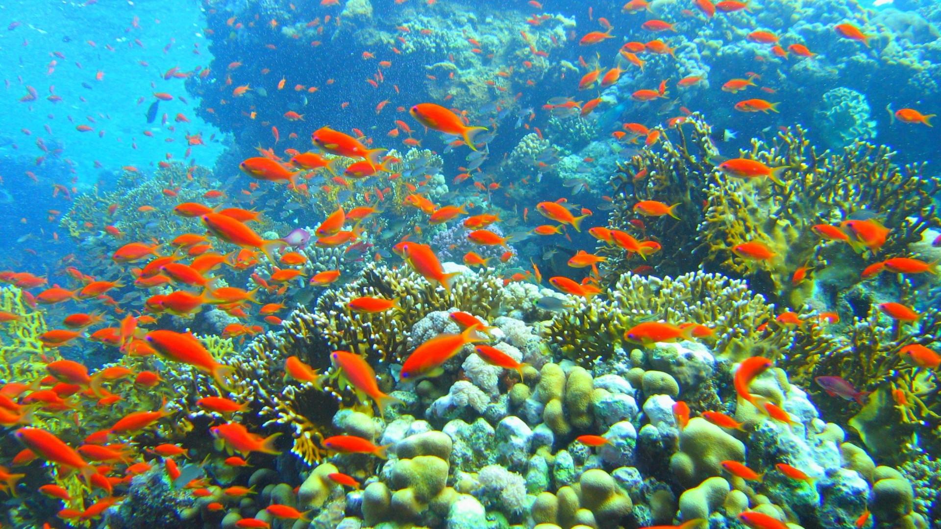 Fishing - Coral Reef Of India , HD Wallpaper & Backgrounds