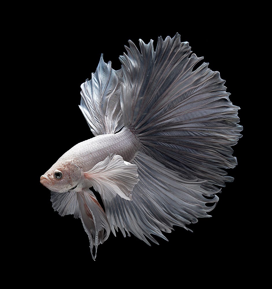 Beta Fish , HD Wallpaper & Backgrounds