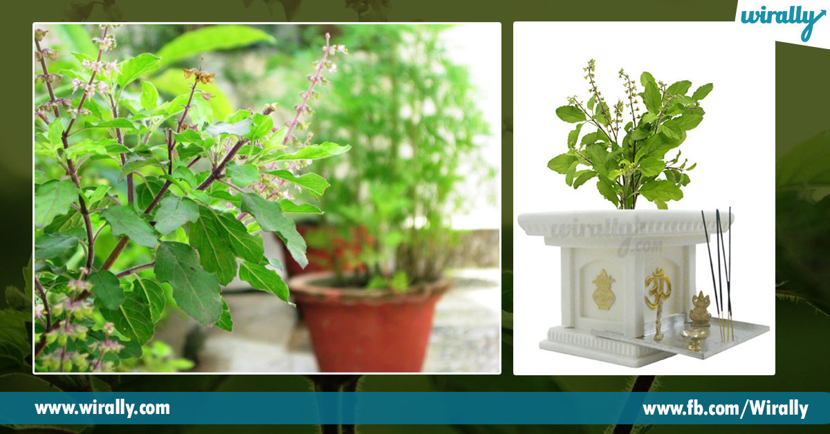 Why Do We Worship The Tulasi Plant - Neem And Tulsi Plant , HD Wallpaper & Backgrounds