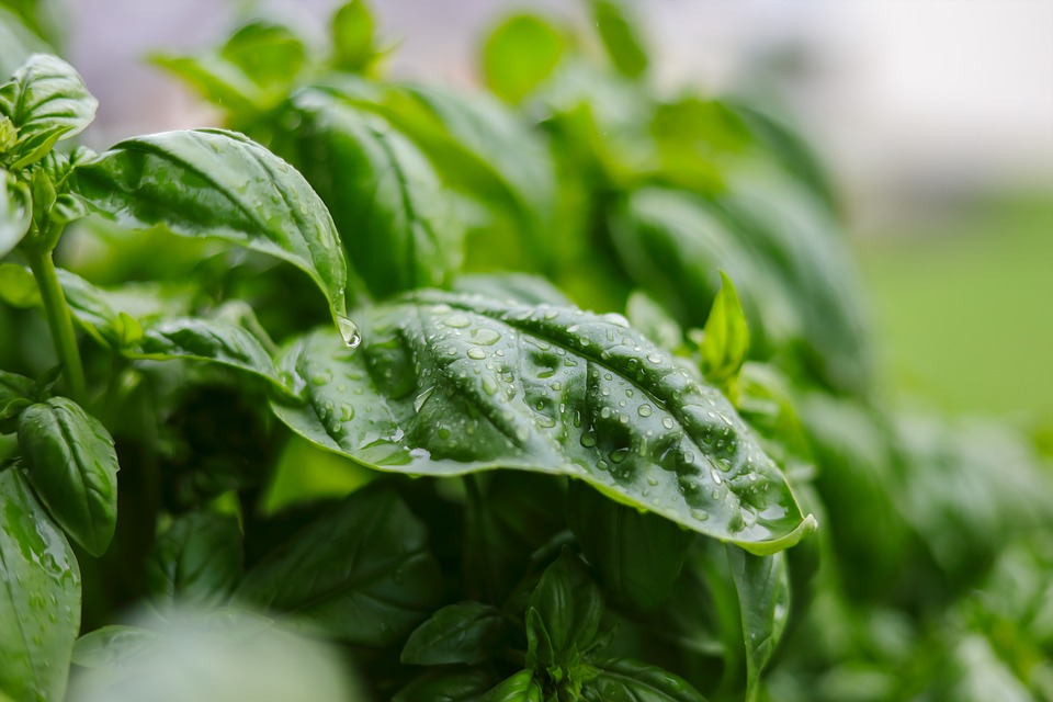 Basil, Herbs, Green, Plant, Fresh, Spice - Basil , HD Wallpaper & Backgrounds
