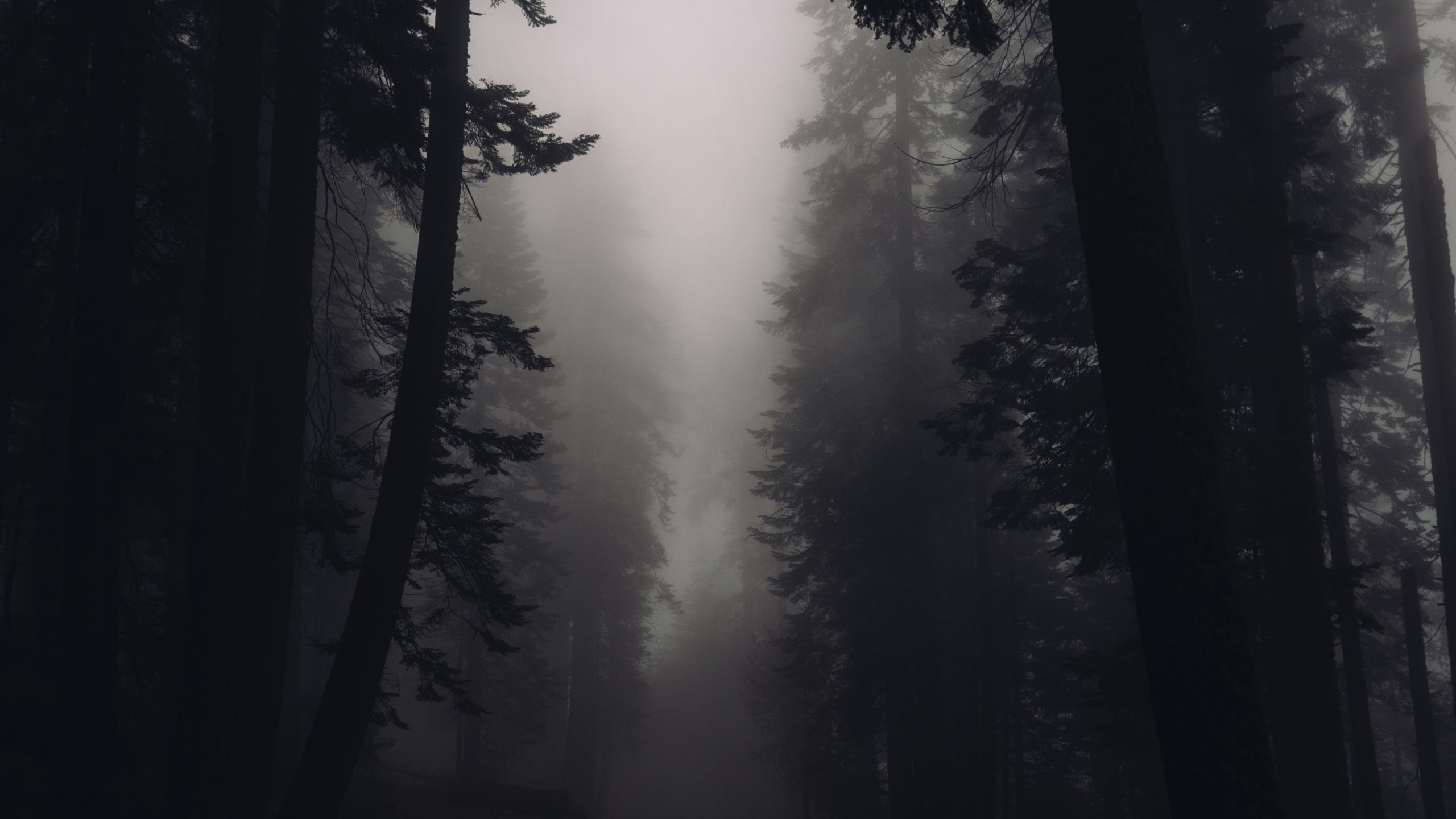 Dark Forest , HD Wallpaper & Backgrounds